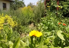 Jedlá a léčivá zahrada